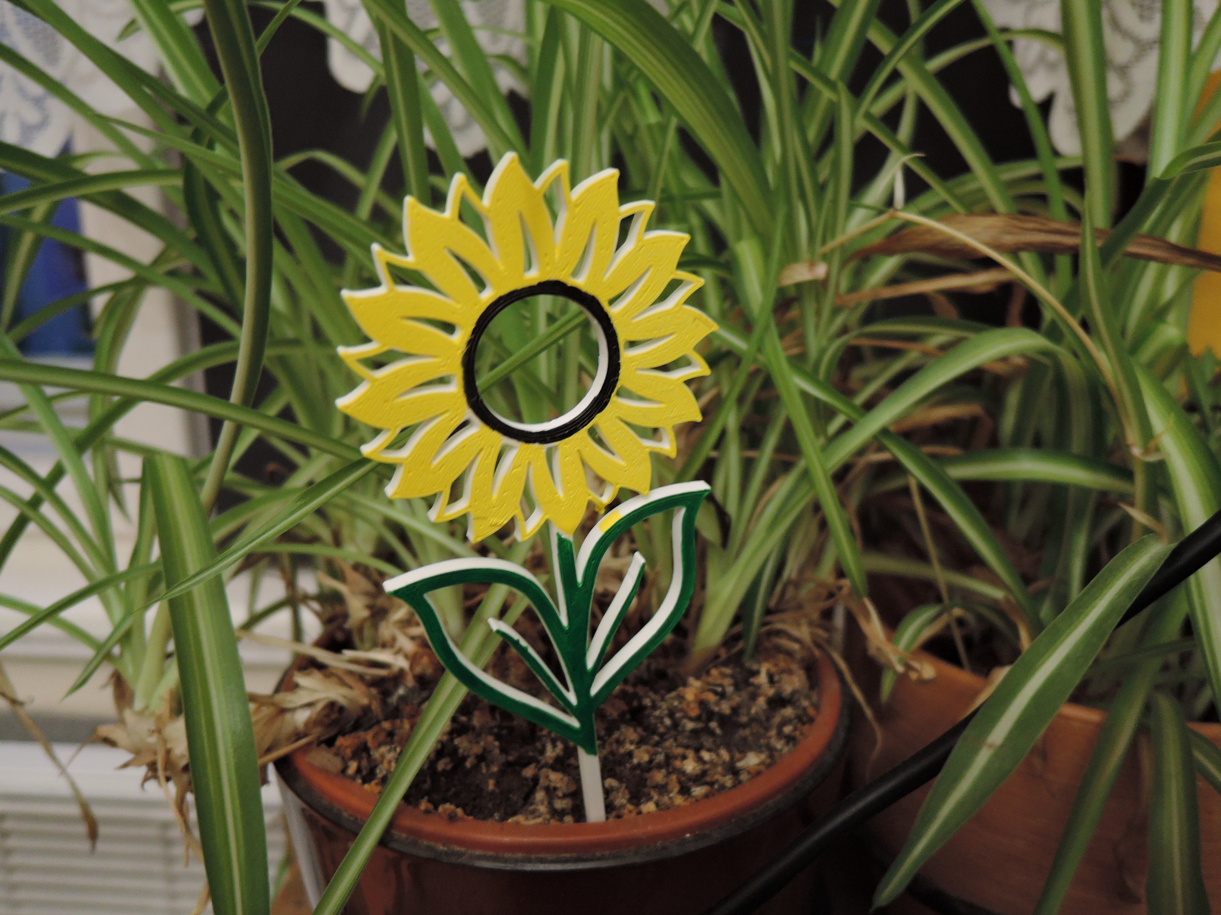 Sunflower to pot