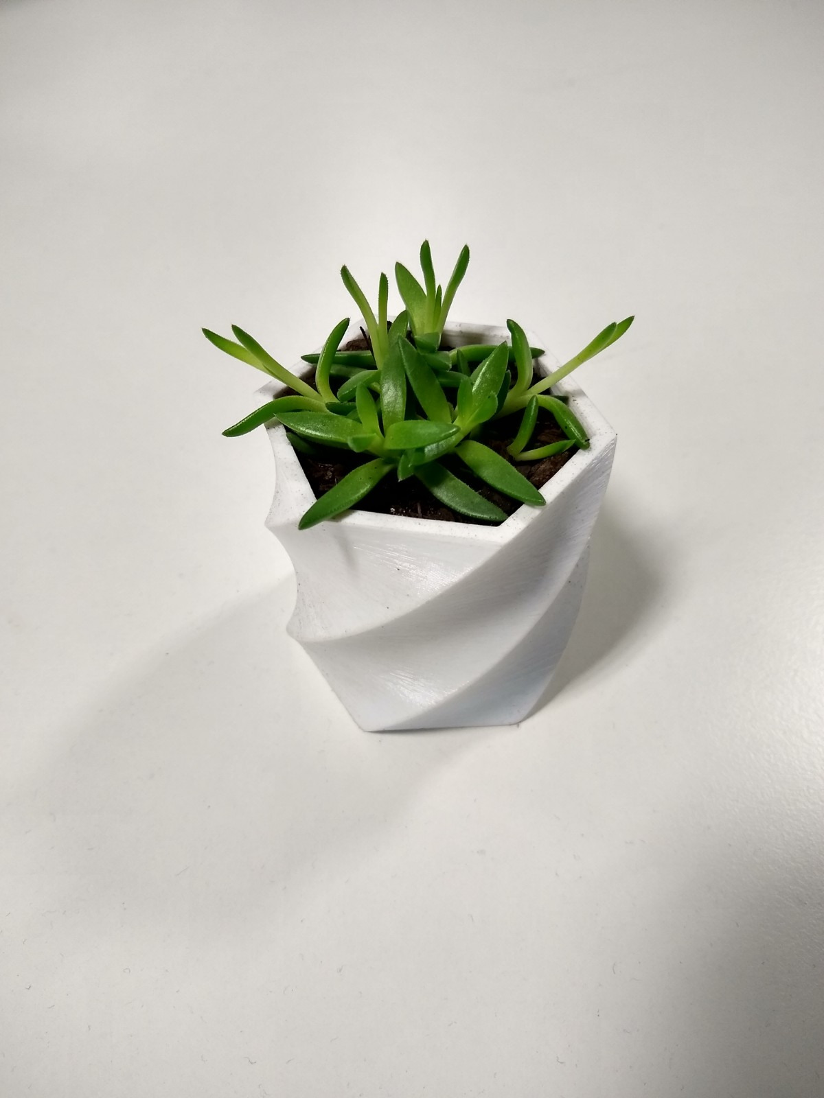 Succulent Pot - Simple Spirals