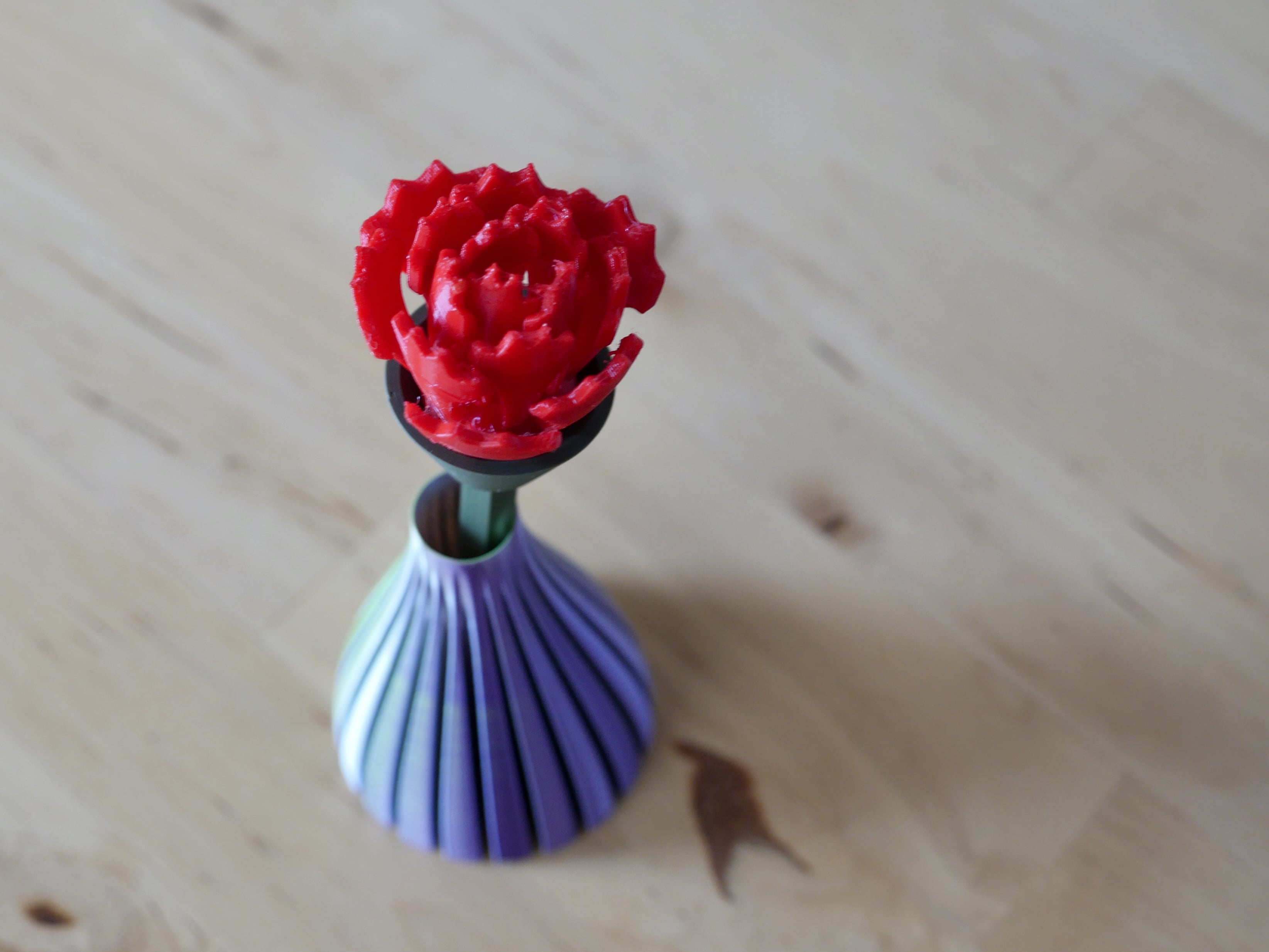 Carnation