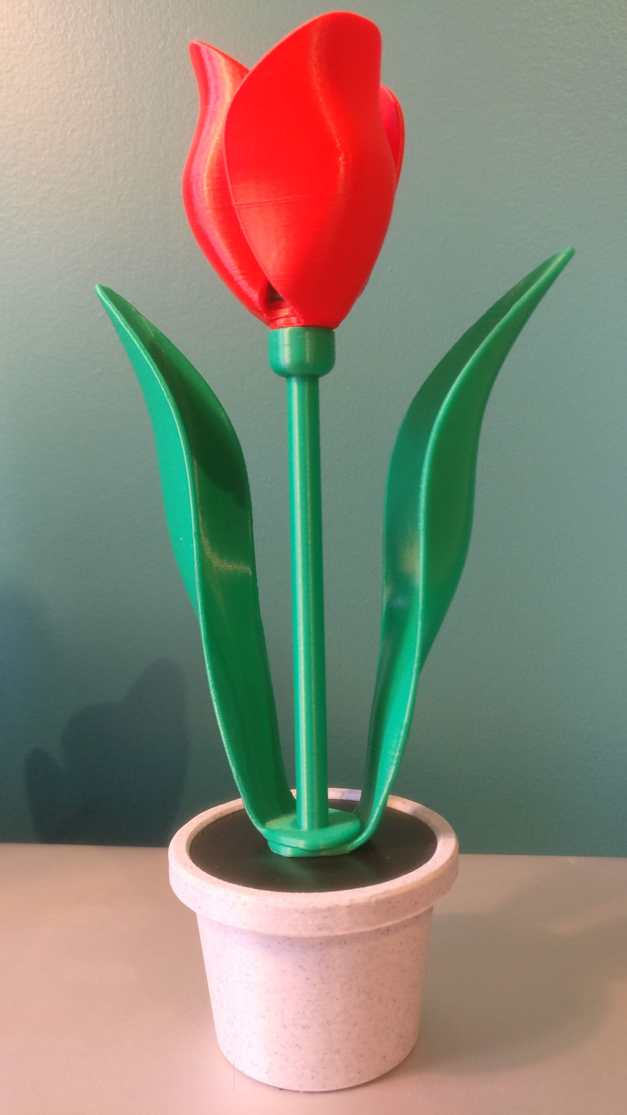 Single Tulip & Pot