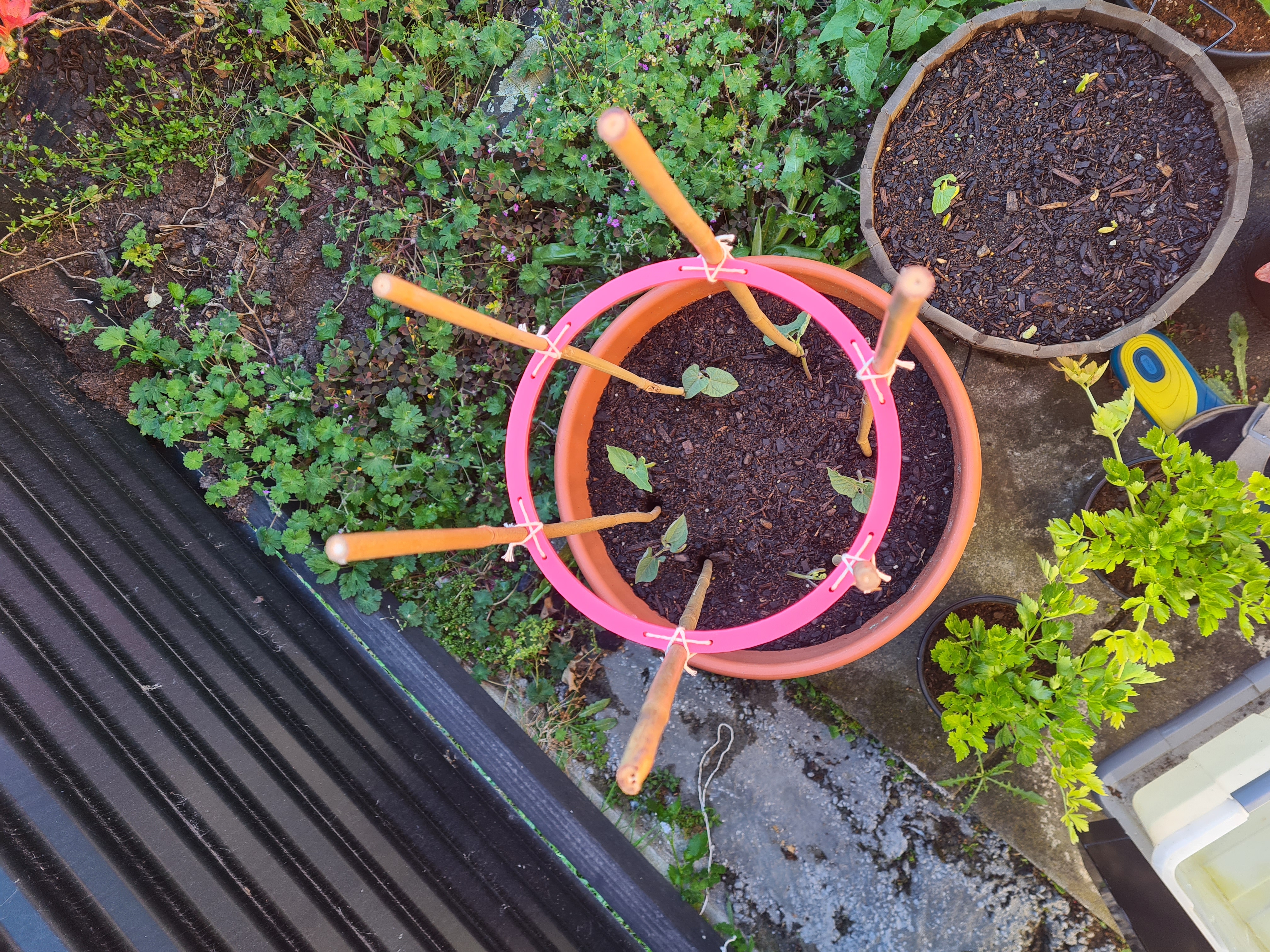 Vegetable Trellis for Bamboo Sticks