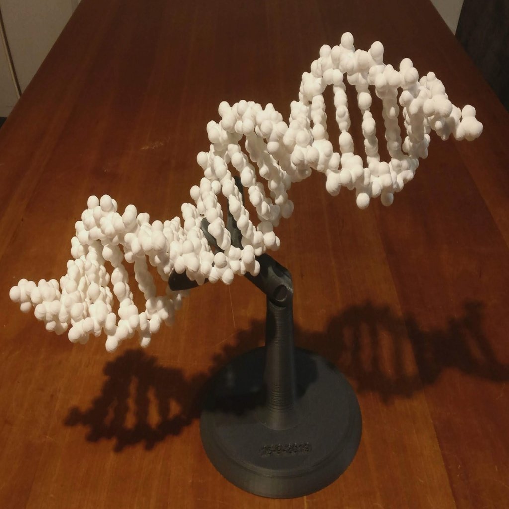 Folding DNA model kit no support necessary 
