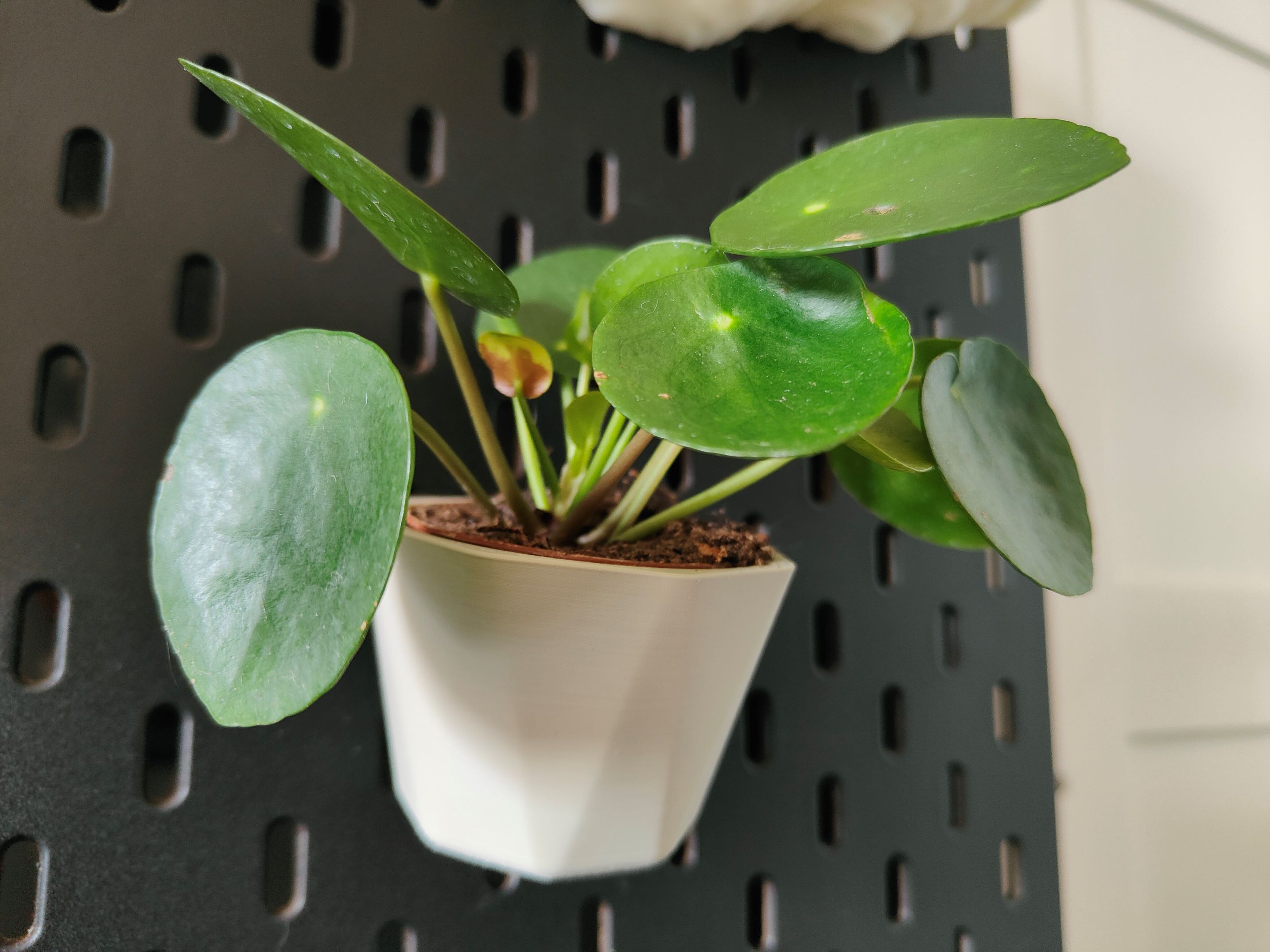 SKADIS Plant Pot Stylized