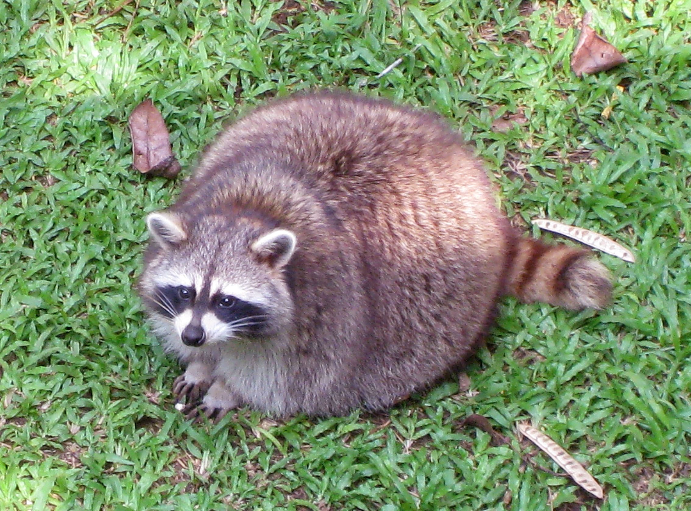 trashpanda3000