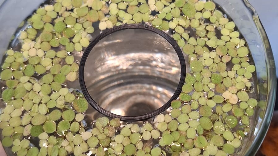 Modular Feeder Ring for Aquarium