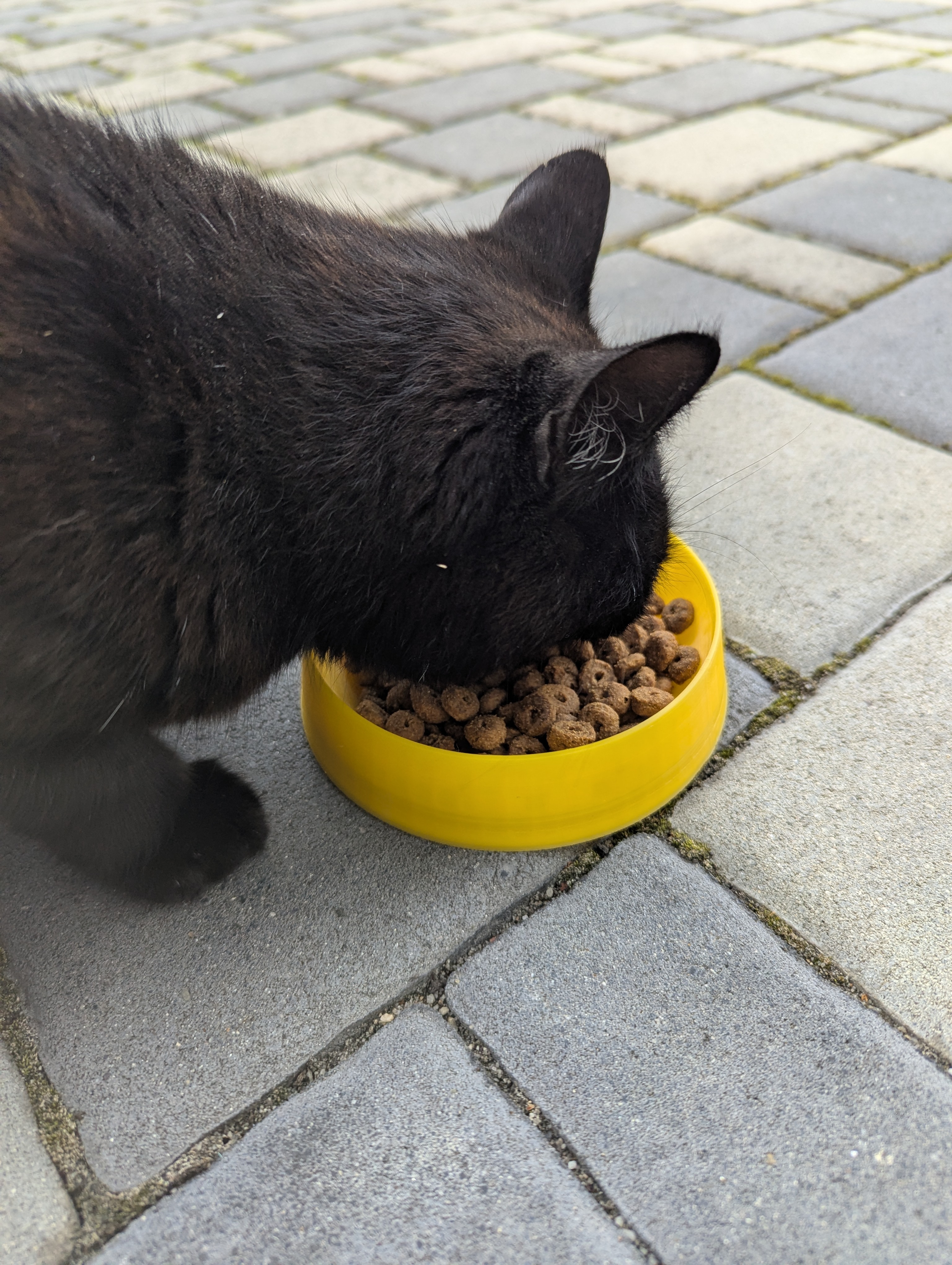Pet's Bowl