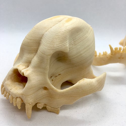 THE FRENCHIE SKULL WITH WOOD PLA