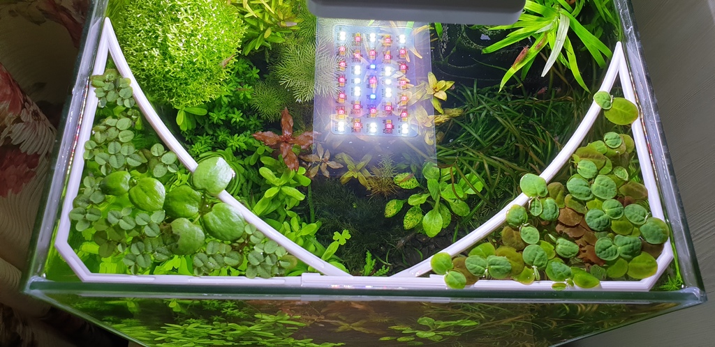 Aquarium holder for floating plants