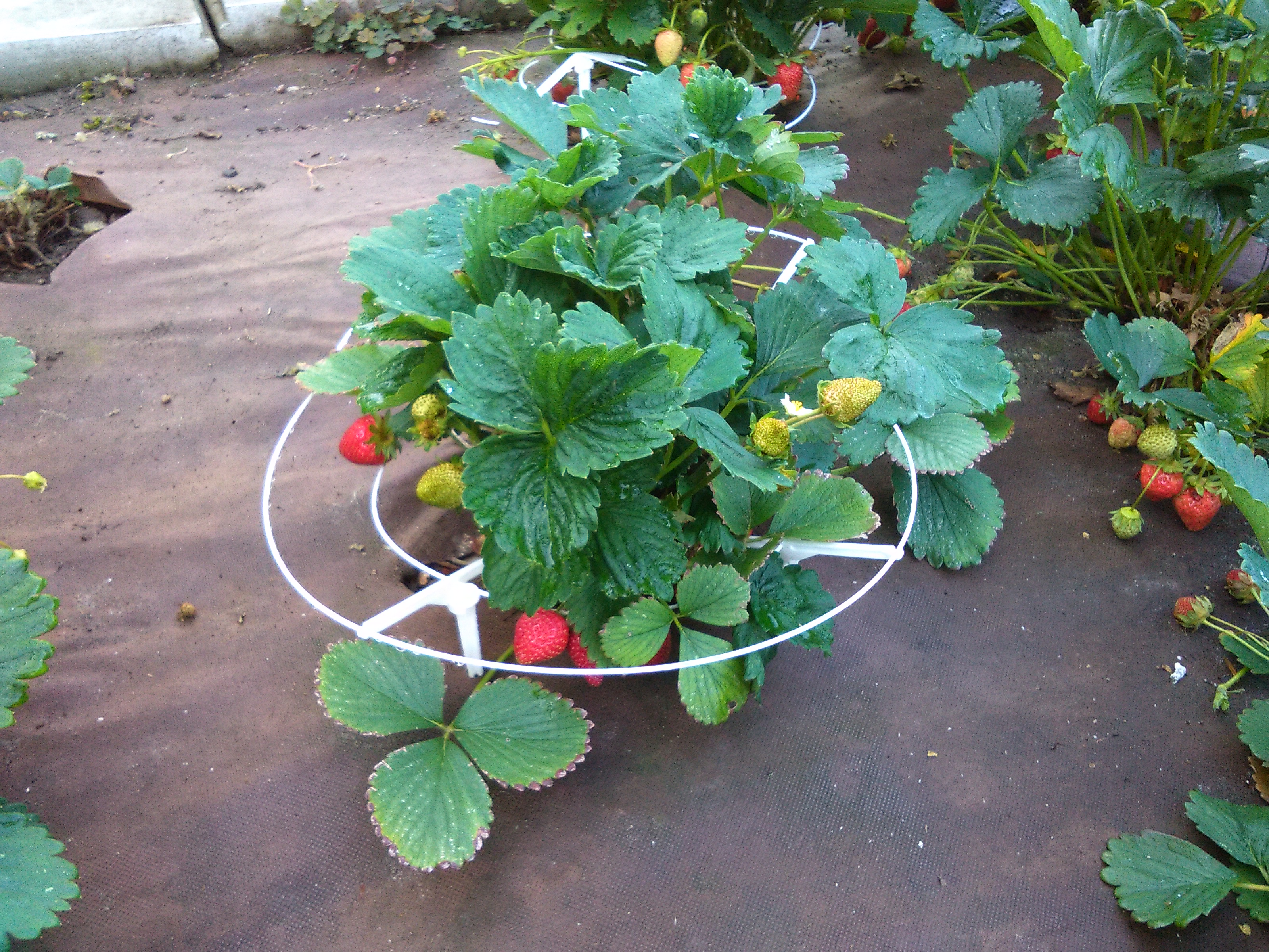 Strawberry support