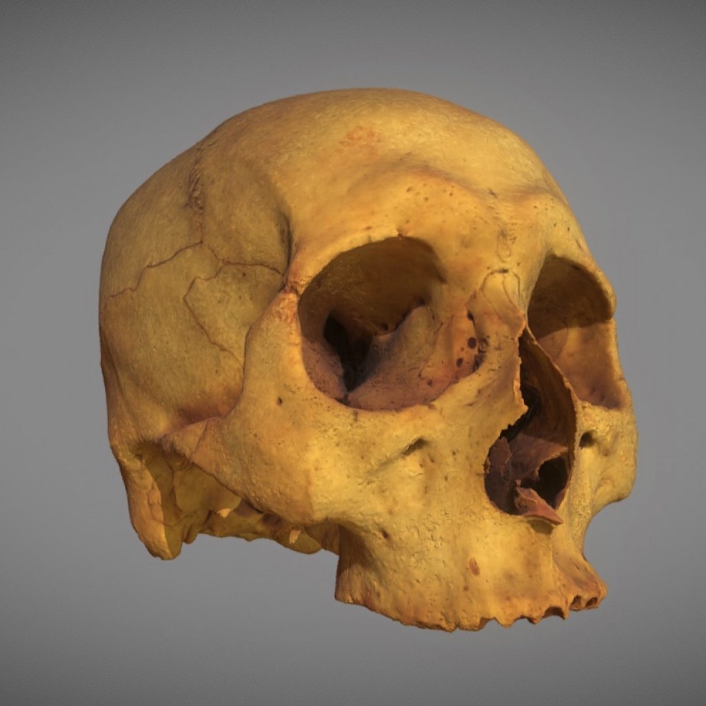 Human skull (Homo sapiens)