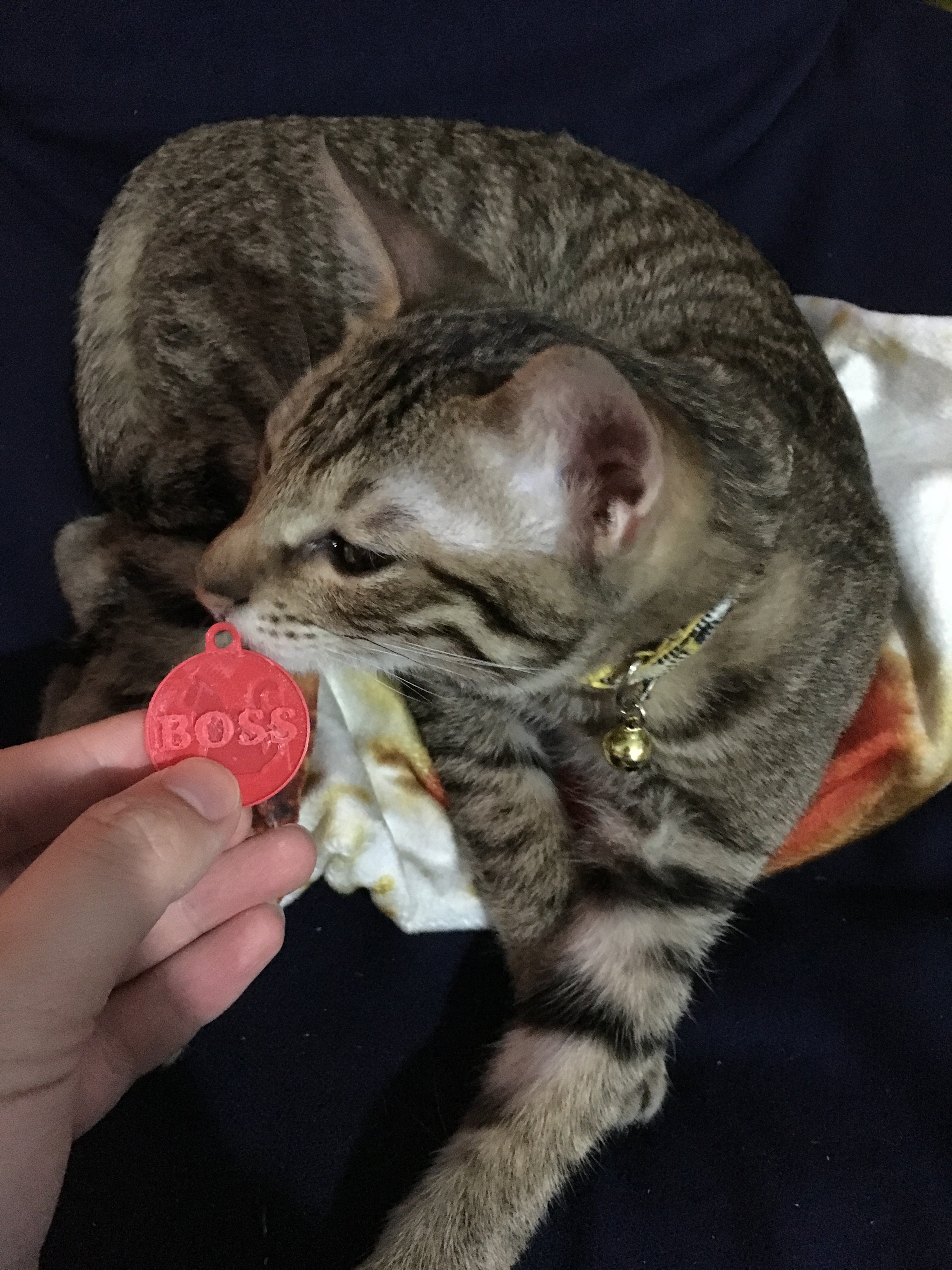 Cat name tag