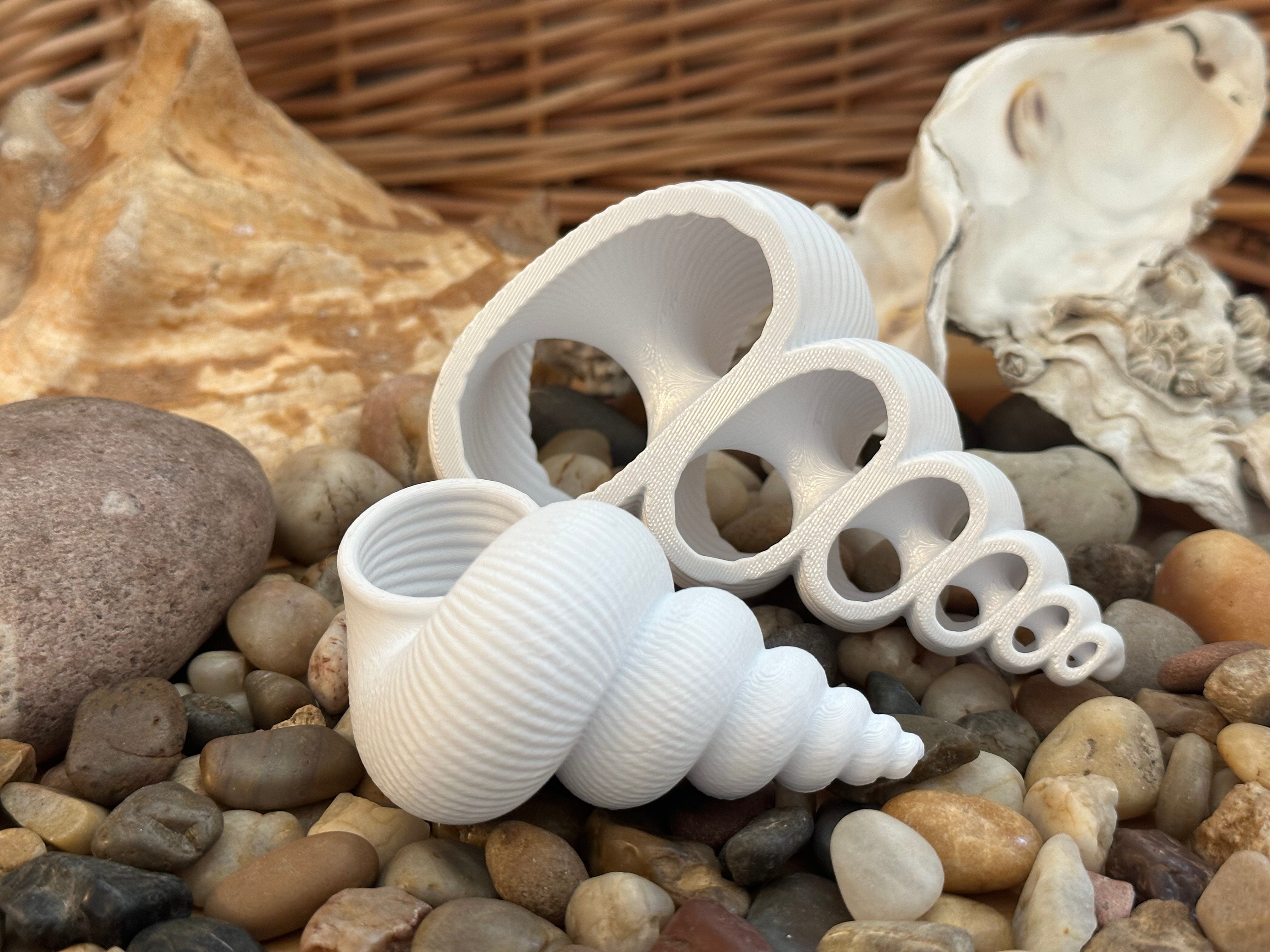 Plain Seashell for Remixing