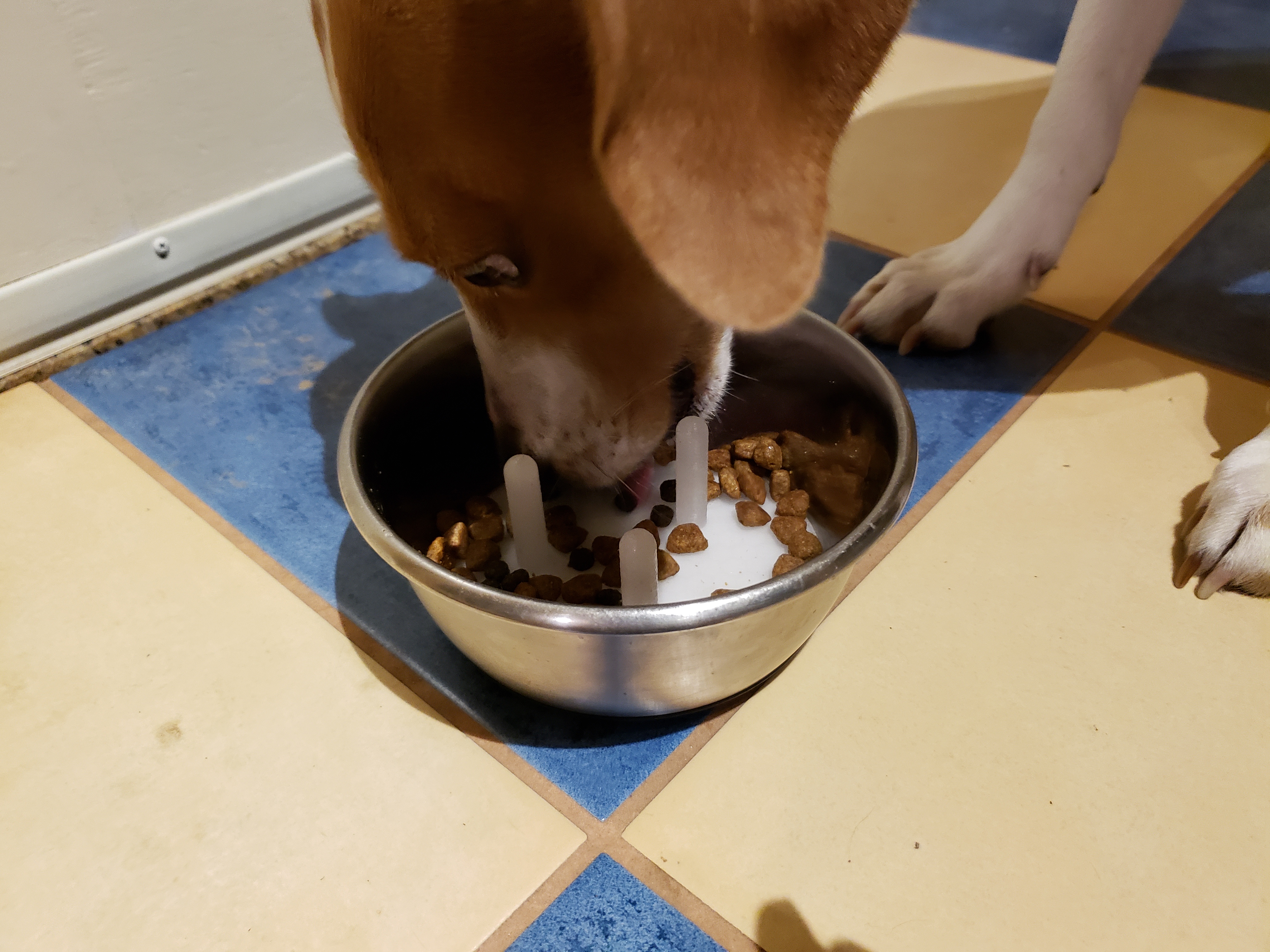 Dog bowl insert