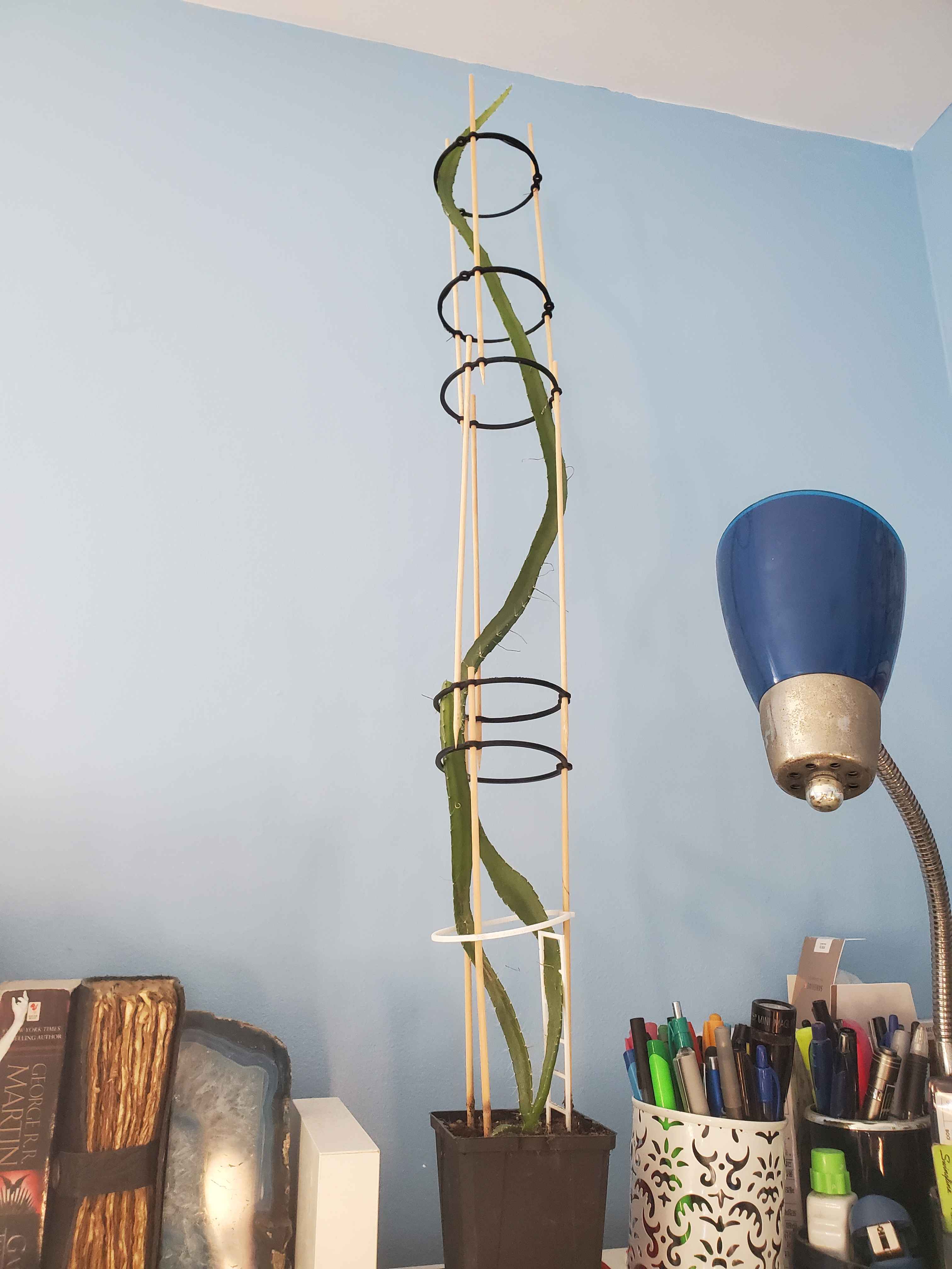 Ring for bamboo skewers to make trelis / small tomato cage