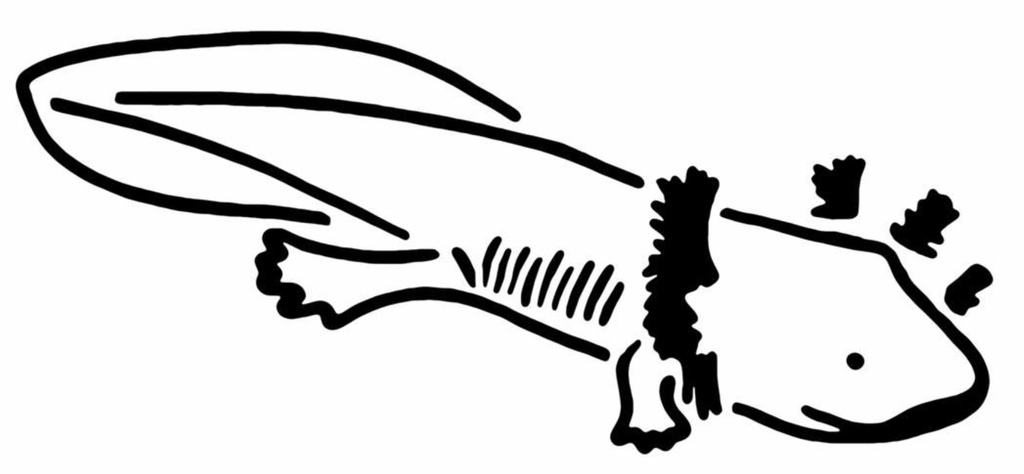 Axolotl stencil