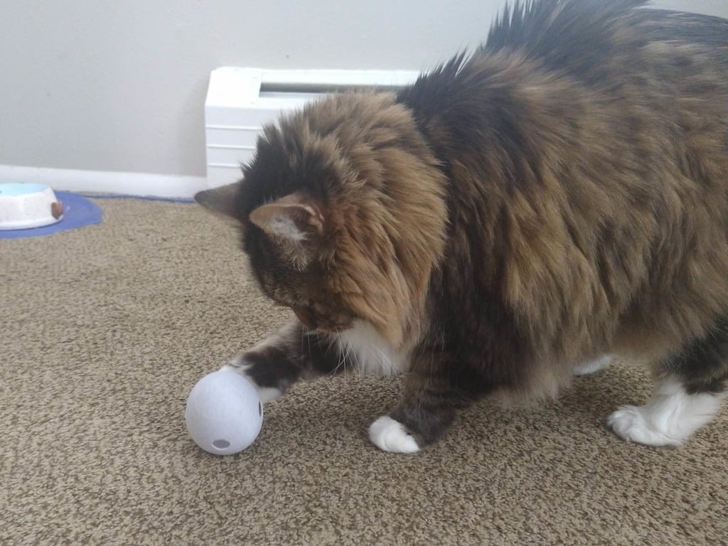 Cat Treat Puzzle: Egg