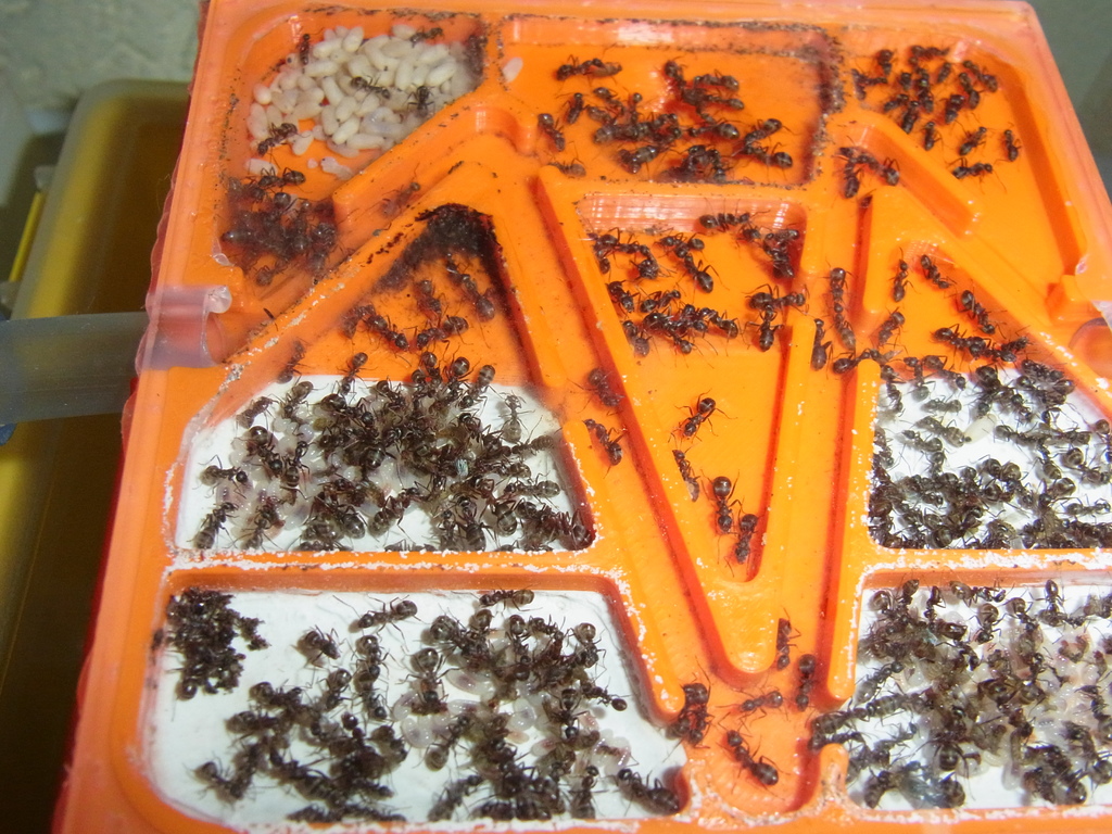 Hybrid Plaster Plastic Ant Nest (experimental)