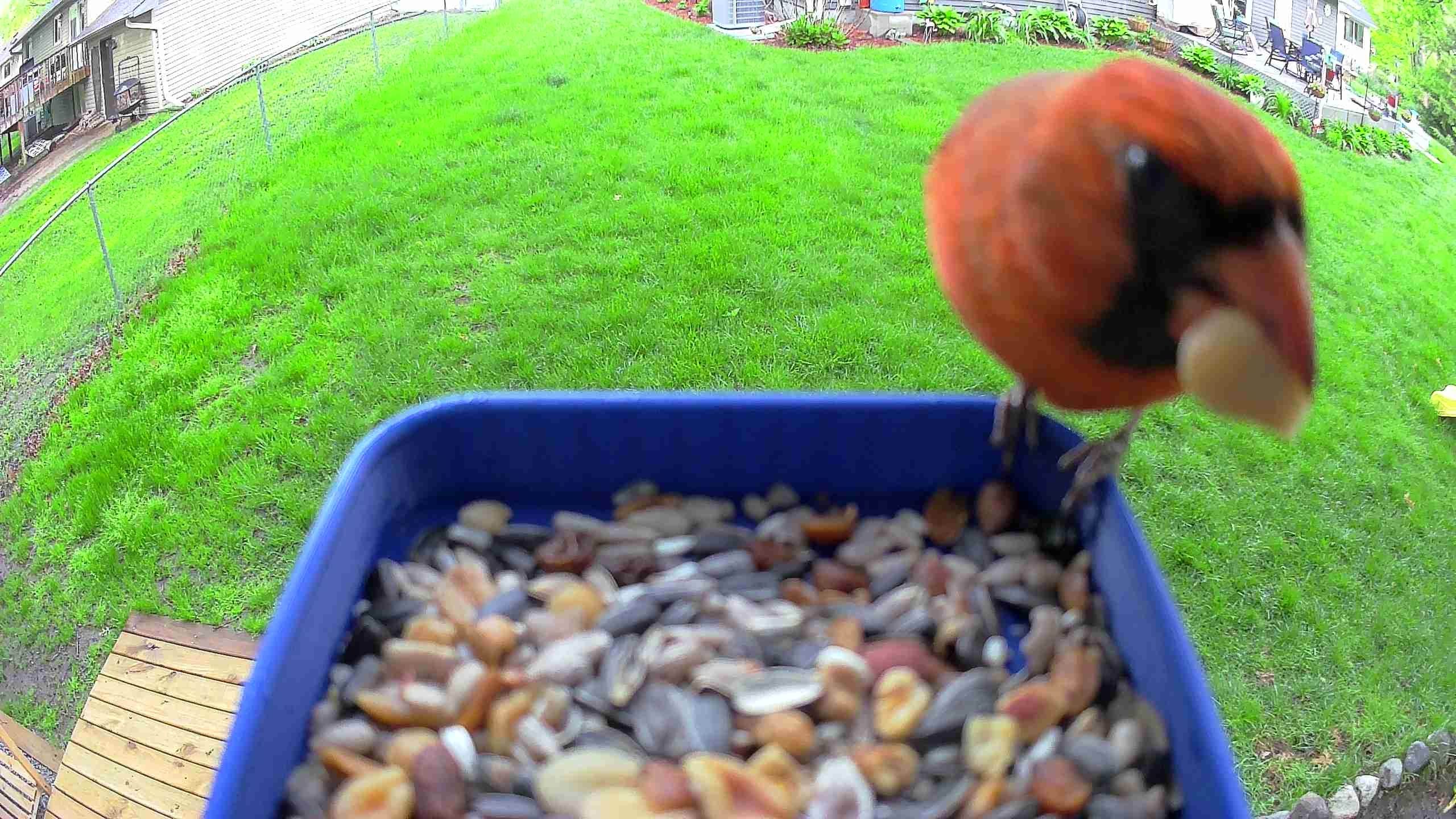 Wyze Battery cam bird feeder