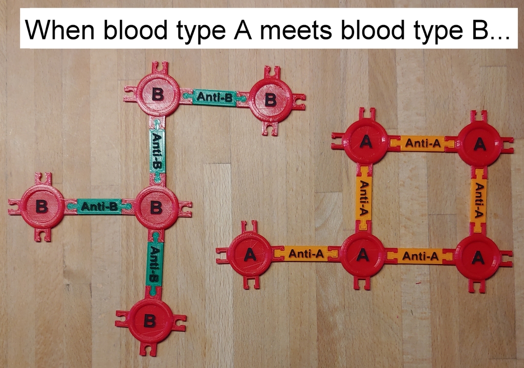 blood type model