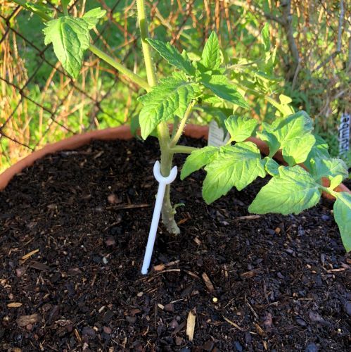 Garden Plant Limb Support