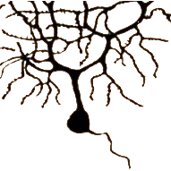 NPy
