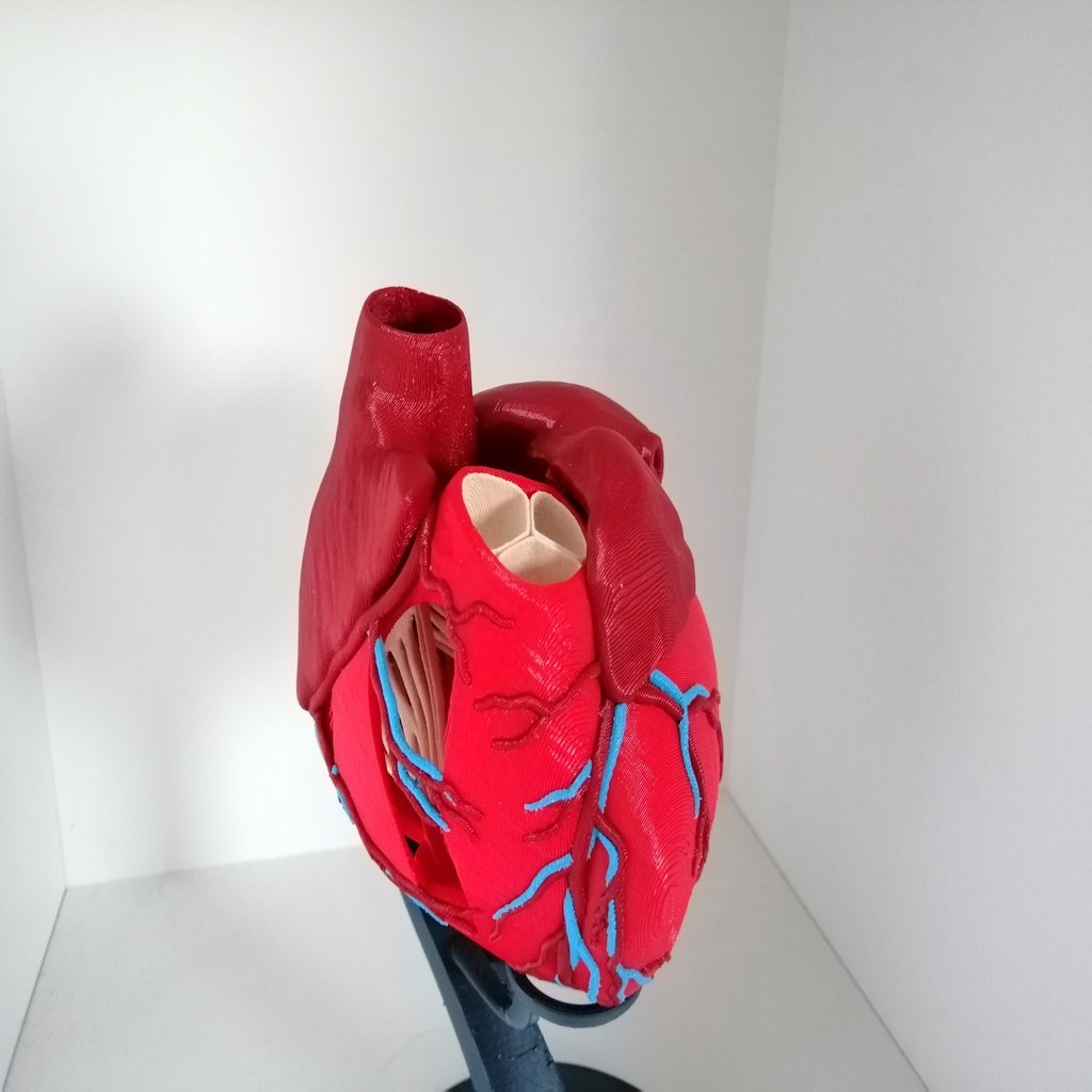 Anatomic Heart (multi material)