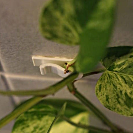 Climbing Plant Wall Clip