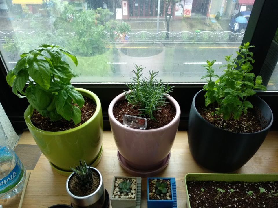 big plant pot set