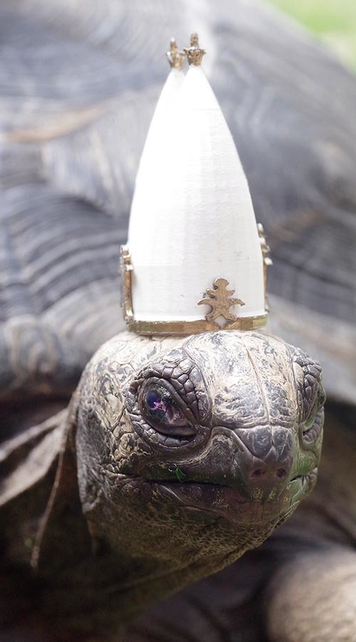 Miriel, Master of Vows (Pope Turtle Hat)