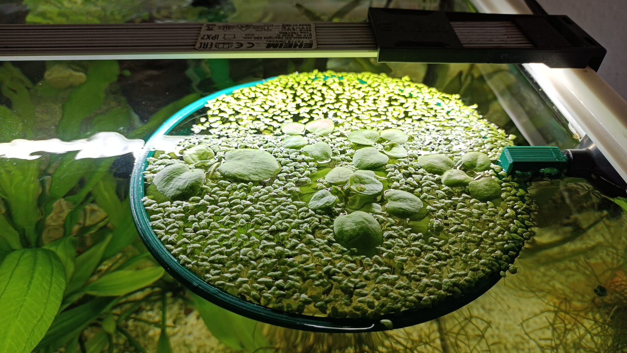 Adjustable floating aquarium plant holder