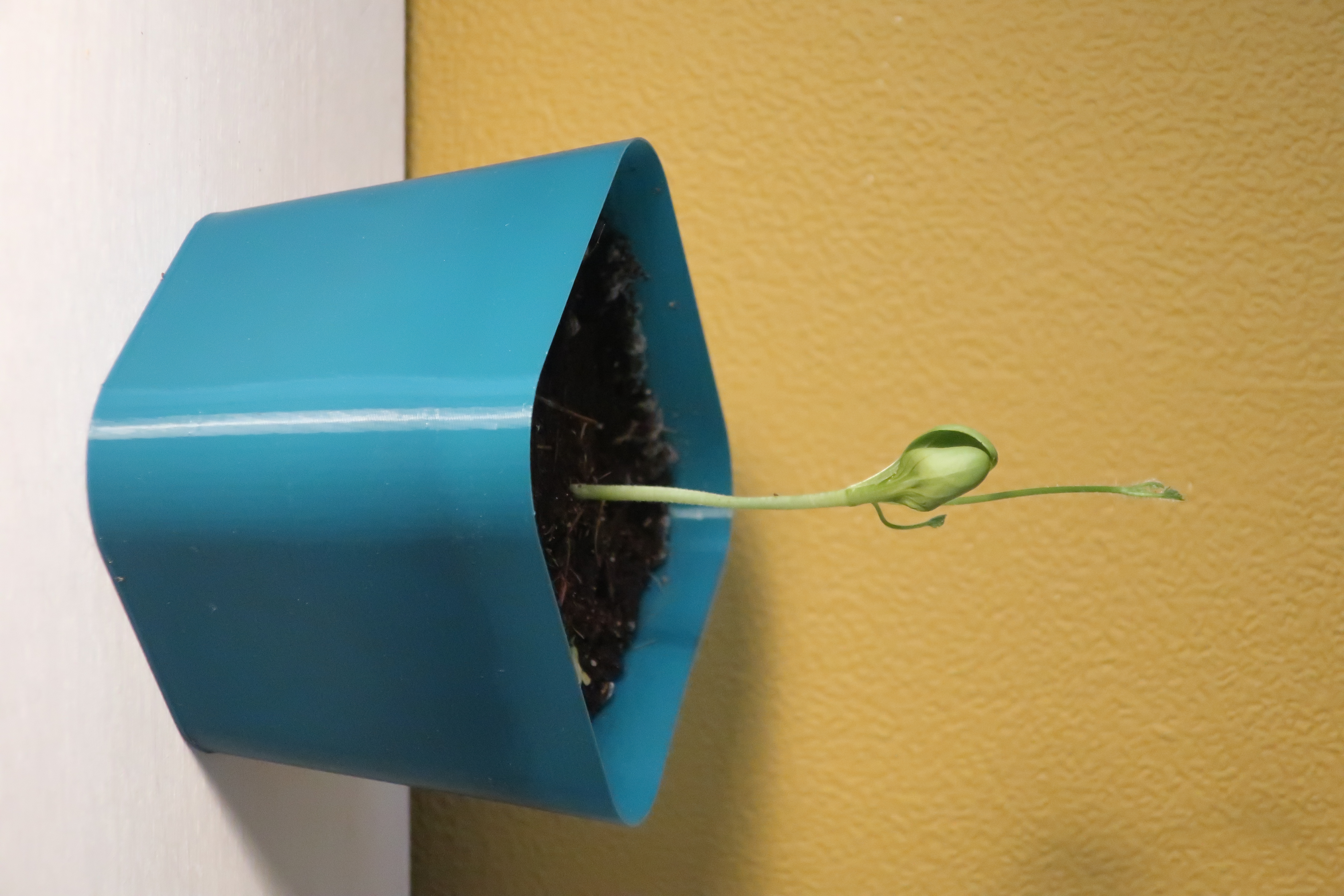 Vase mode minimal plant pot