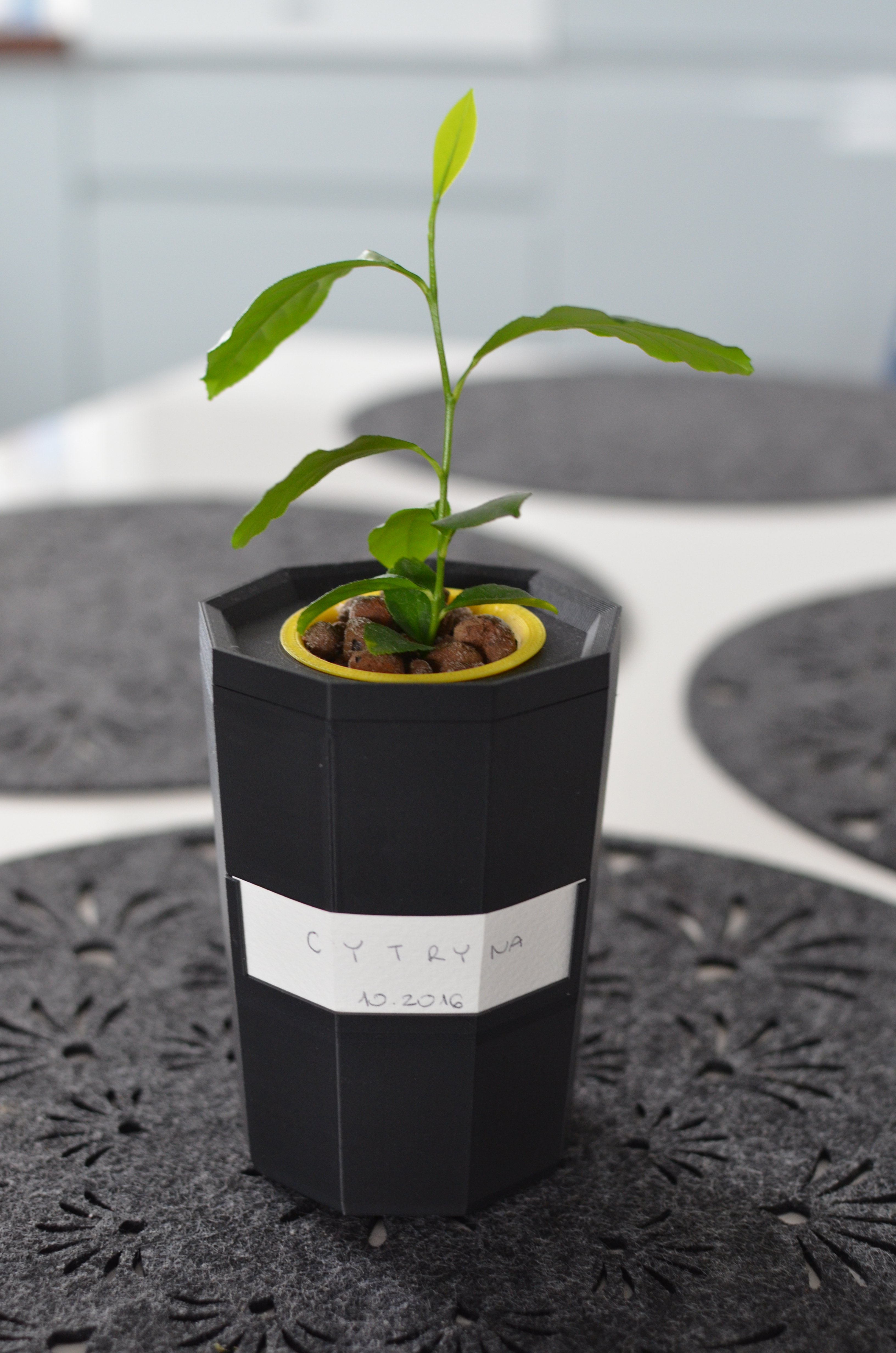 HydroPot