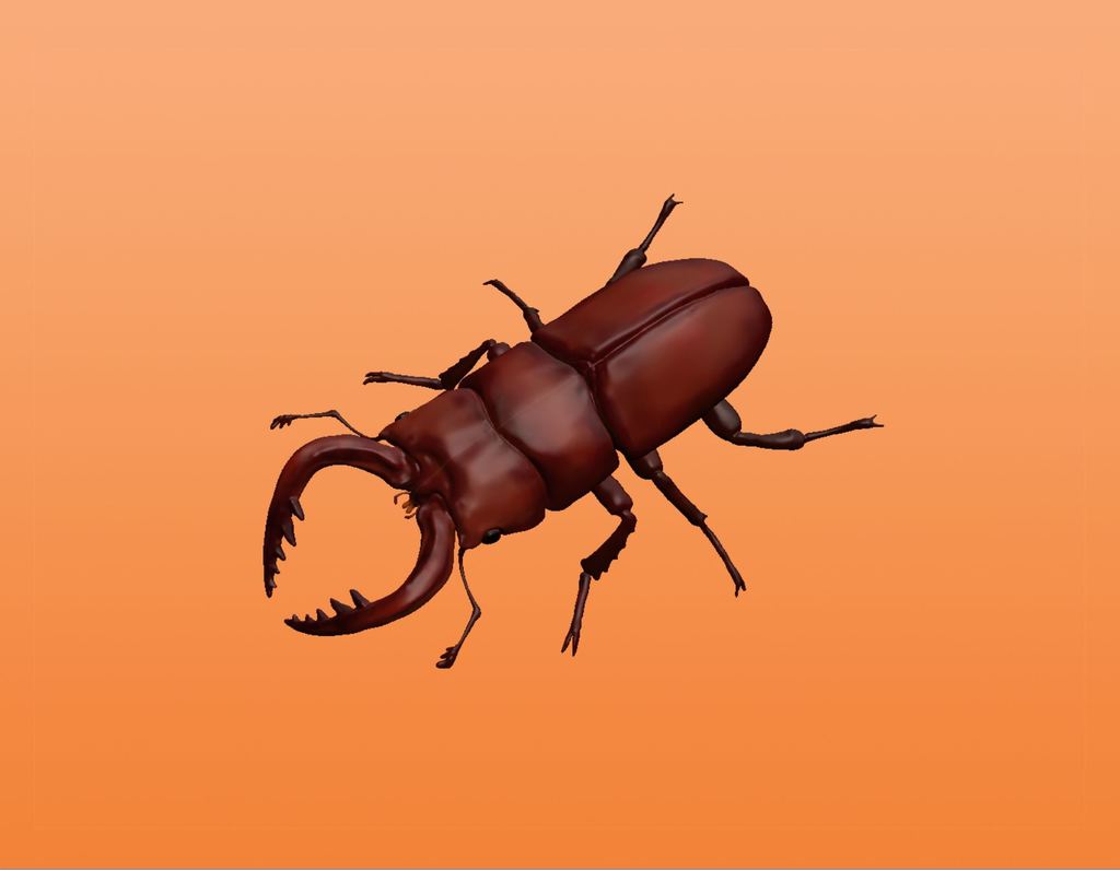 Sawtooth Stag Beetle