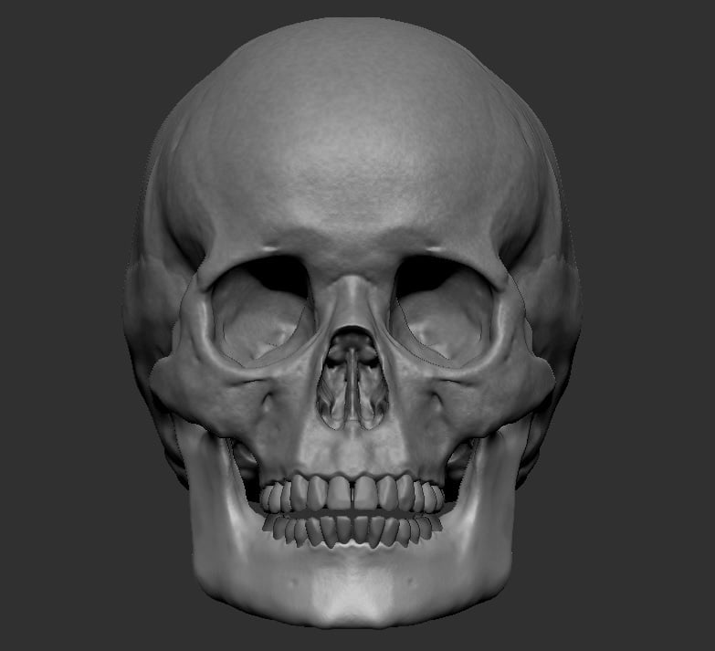 Human Skull, symetrical