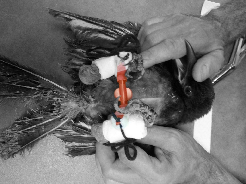 Paw splint for bird / Attelle de patte pour oiseau