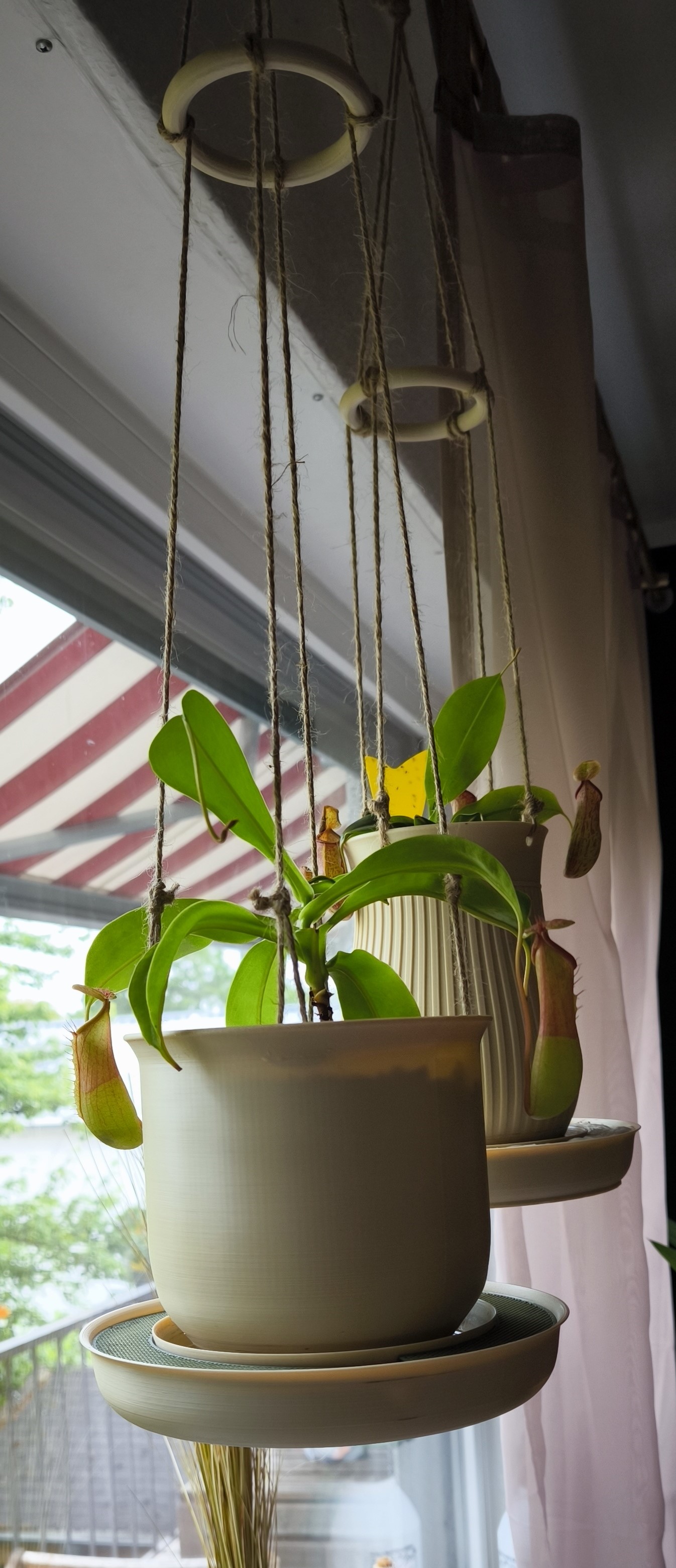 Nepenthes Hängetopf
