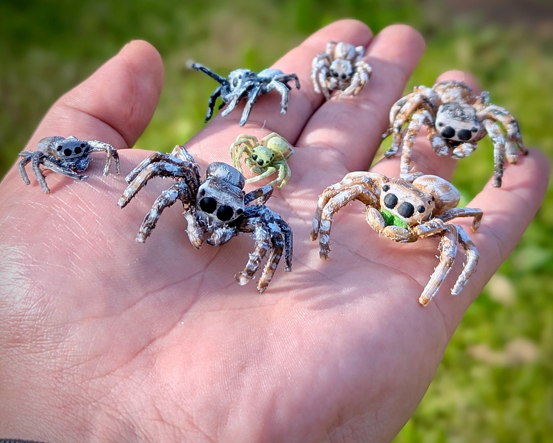 Jumping Spider