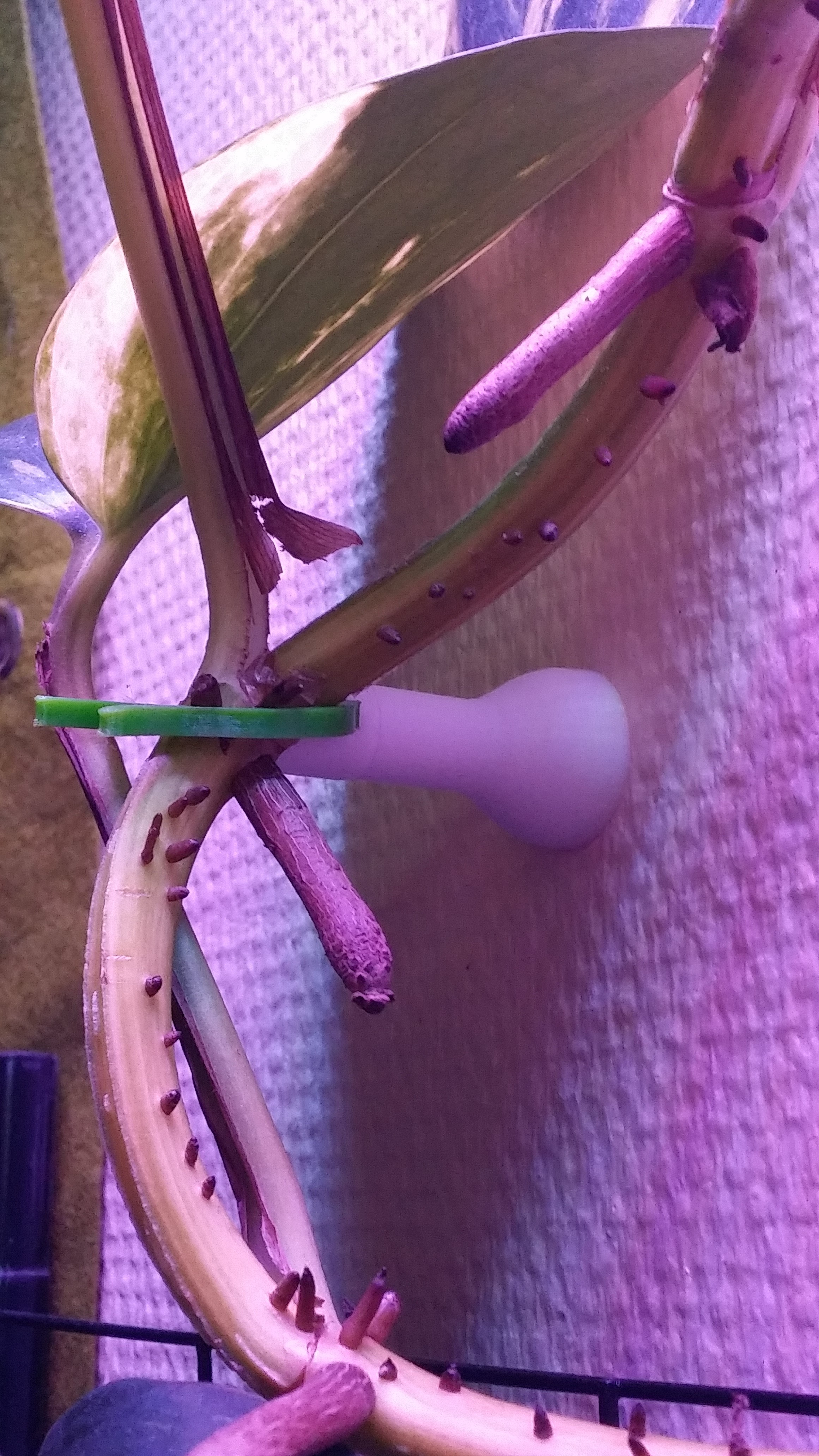 Climbing Plant "wall mount"