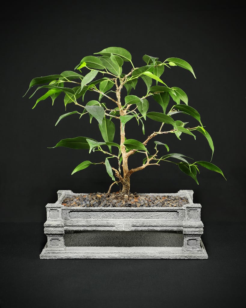 Vietnamese bonsai planter