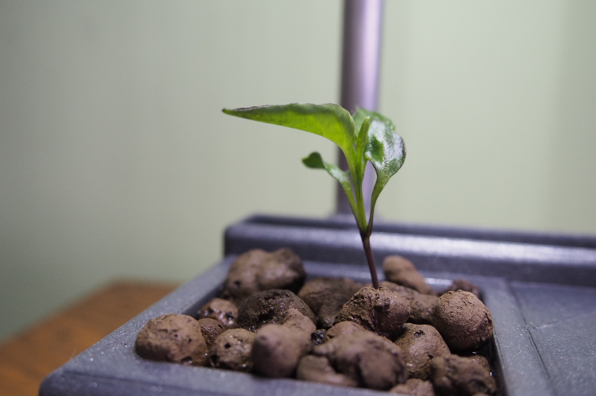 Hydroponic HackPot