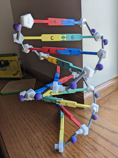 DNA Model (Expandable)