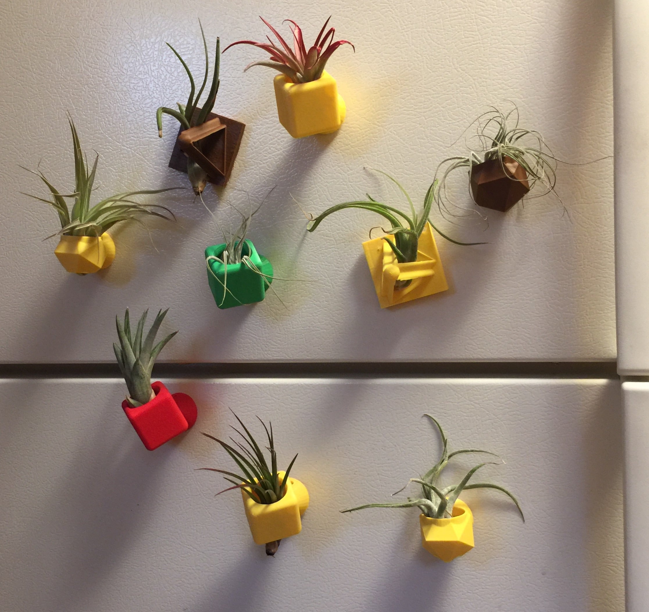 Air Plant Holders