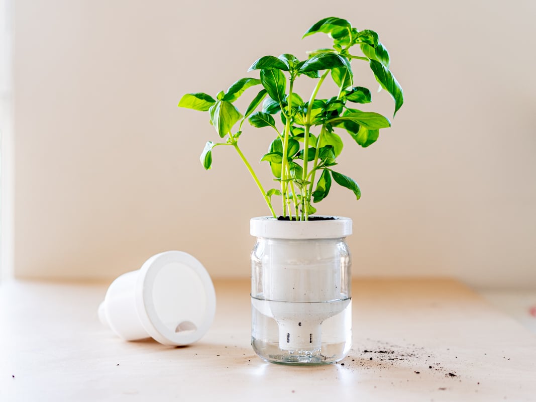Jargar - Self-Watering Planter in a jar