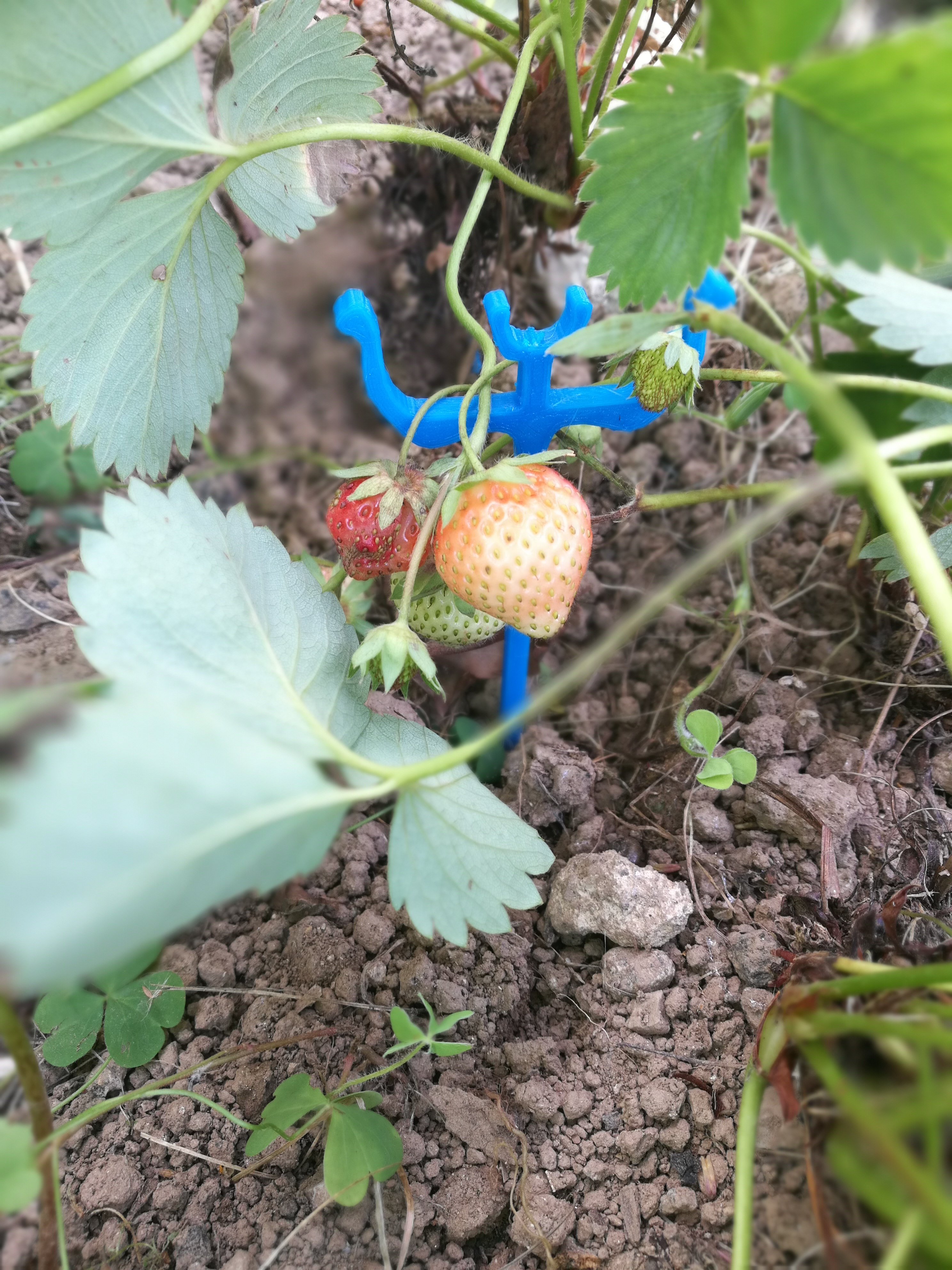 support fraises strawberry