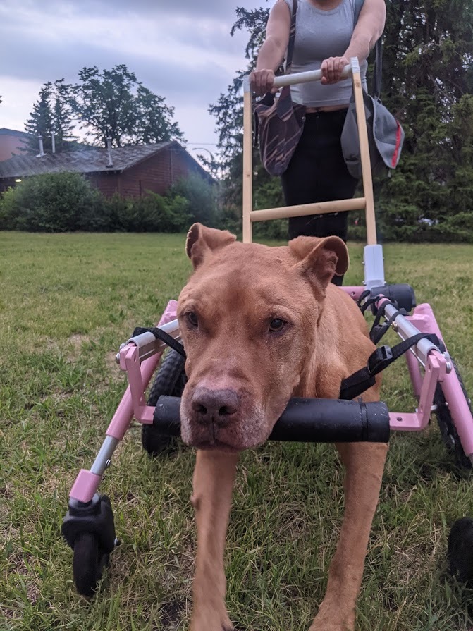 Walkin' Wheels Dog Wheelchair Handle Mount