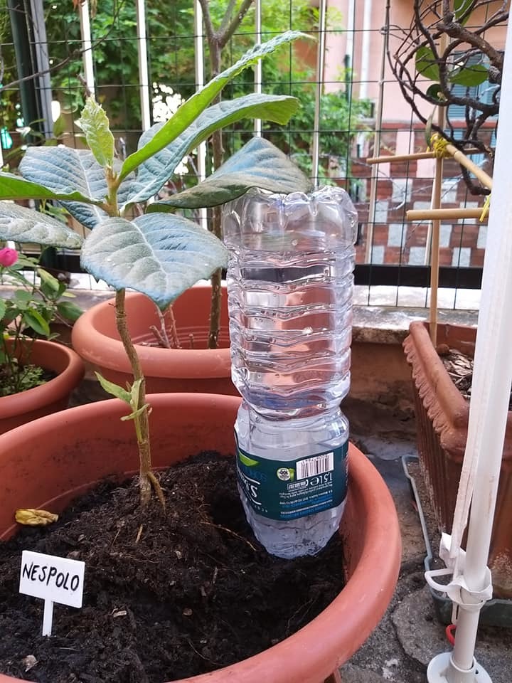 Bottle spout-cap to water plants