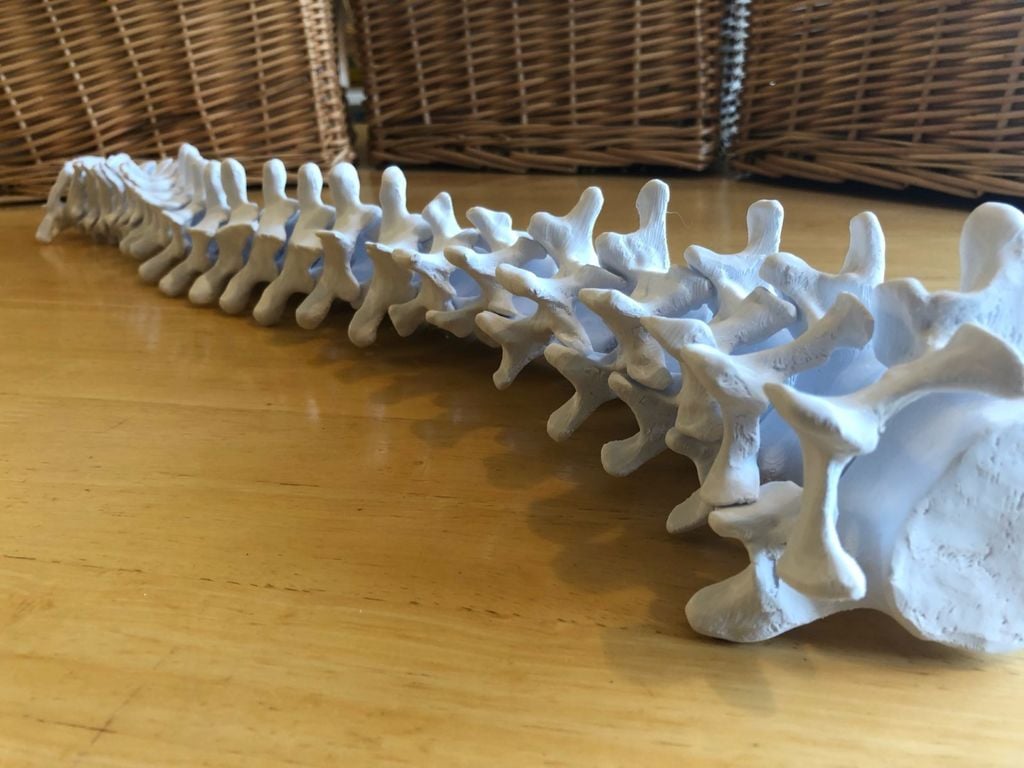 Full-sized Anatomically Correct Articulating Spine