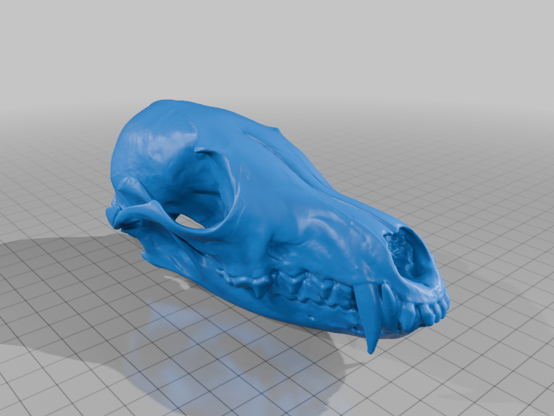 Red Fox Skull