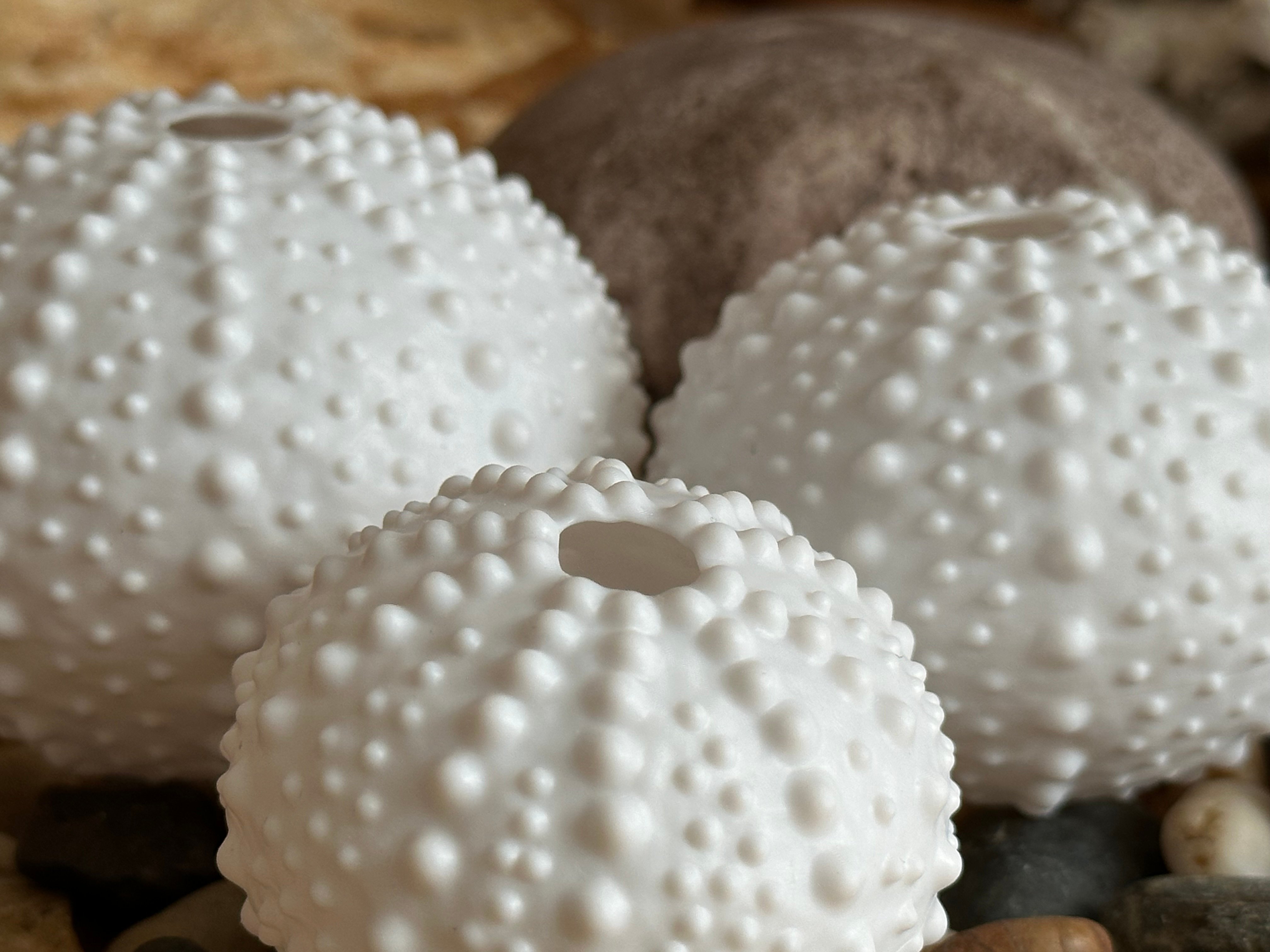 Sea Urchin Shell