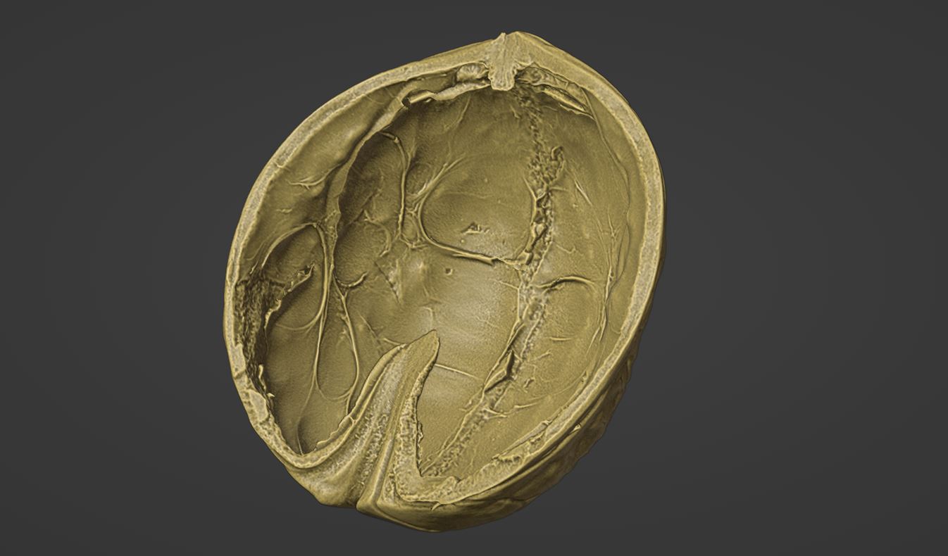 Walnut shell 3D Scan